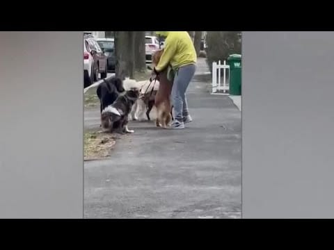 Dog Walker Faces Animal Cruelty Charges After Being Caught On Video