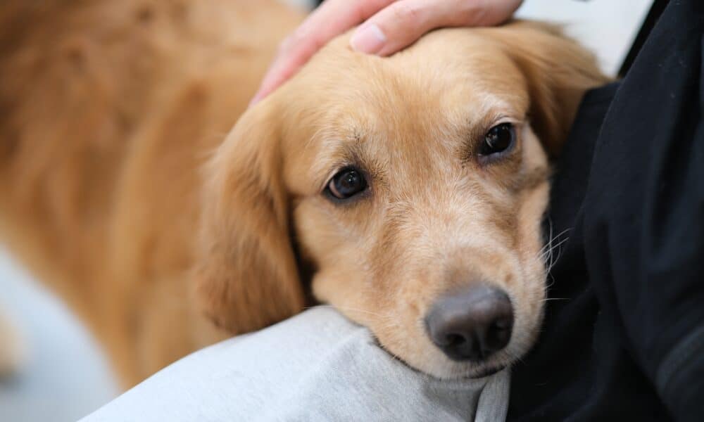 Dogs Can Smell PTSD And Other Trauma In Humans Through Their Breath, Study Shows