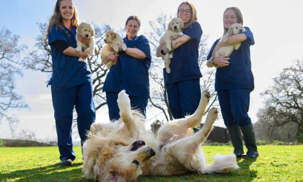 Guide Dog Nicknamed 'DogFather' Retires After Fathering Over 300 Puppies