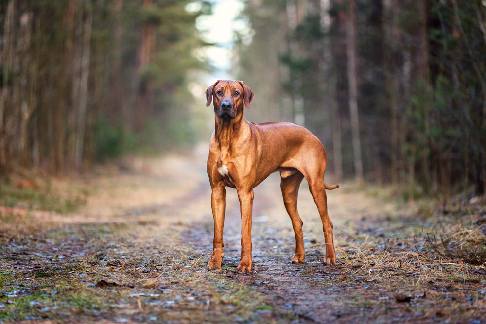 Rhodesian Ridgeback dog standing on pathway in a forest