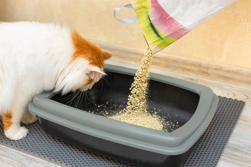 person pours dry litter from a bag for a cat