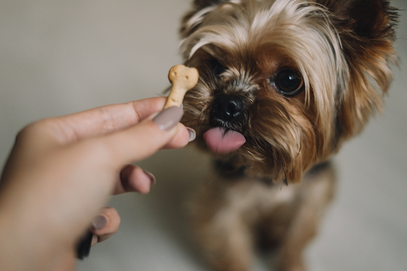 Yorkshire Terrier dog eats a treat