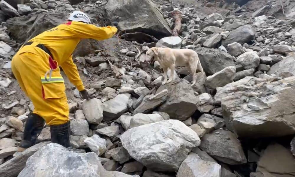 Rescue Dog In Taiwan Is Stealing People's Hearts And Helping Find Quake Victims