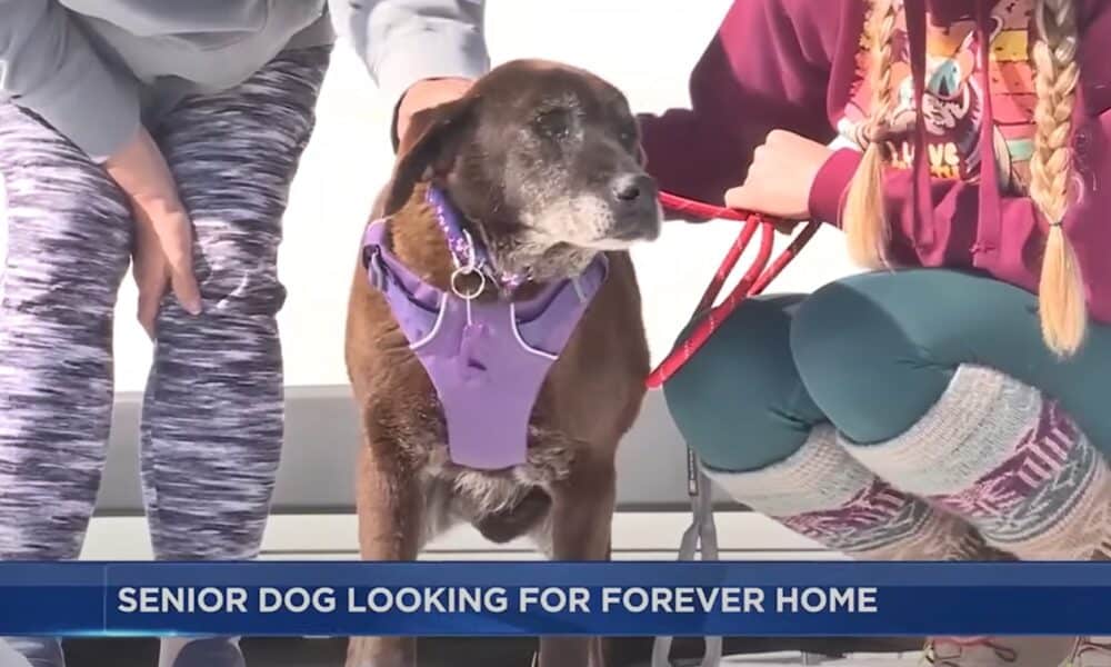 Senior Shelter Dog Who Spent 11 Years In Alabama Shelter Moves To Wisconsin To Continue Search For A Home