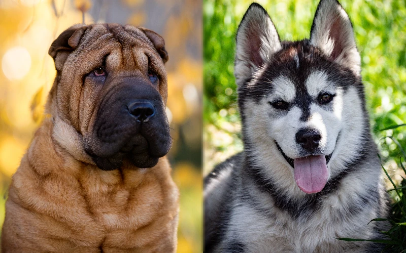 Parent breeds of the Sharberian Husky (Shar Pei Husky Mix) - Featured Image