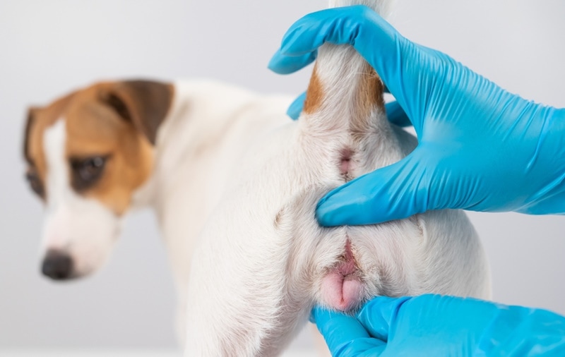 Signs, Causes & Treatment Options (Vet Answer) – Dogster