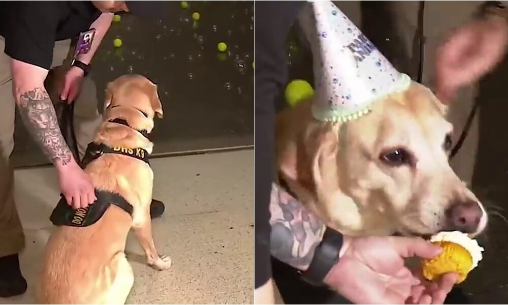 TSA K9 Gets To Celebrate His Retirement With Surprise Party