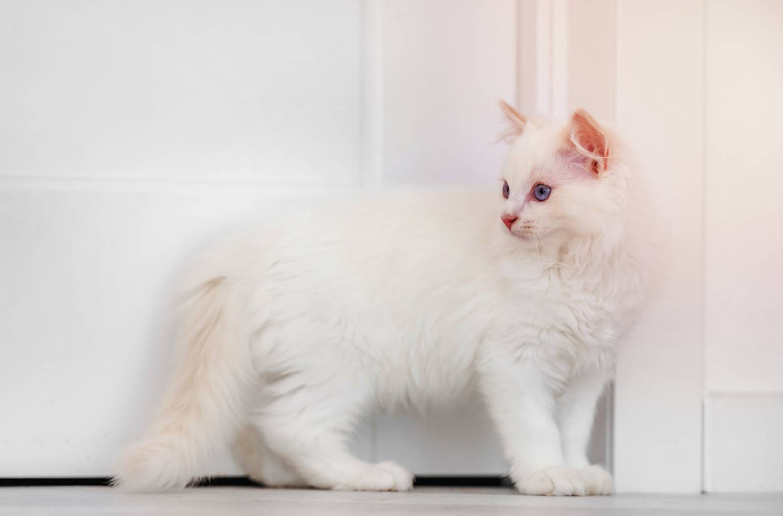 White Ragdoll Cat