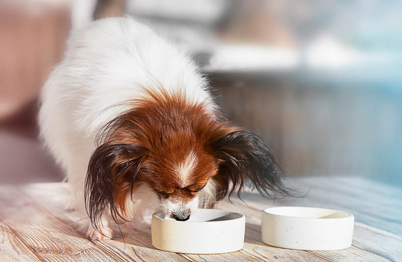 Why Doesn't My Dog Chew His Food? Vet-Reviewed Facts & FAQ – Dogster