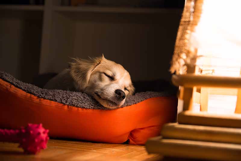 Why Is My Puppy Sleeping So Much? 5 Vet-Reviewed Reasons – Dogster