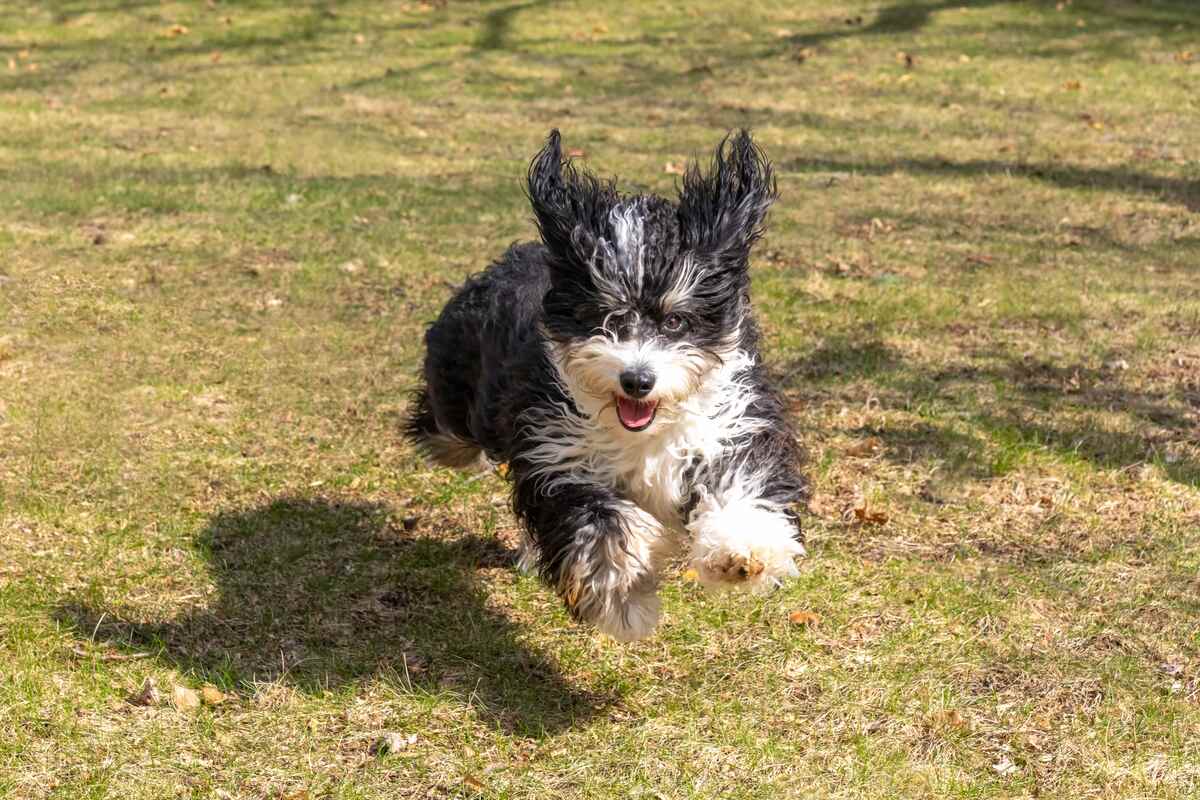 cute mini bernedoodle puppy