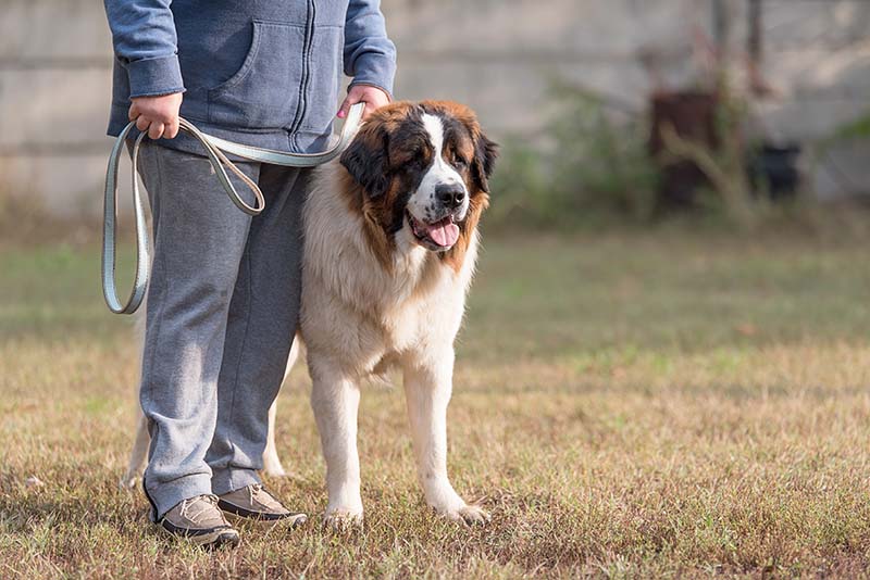 Will My Dog Protect Me If I Am Attacked? Facts & FAQ – Dogster