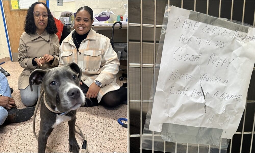 5-month-old Puppy Abandoned With A 'Good Puppy' Note Finds A Home