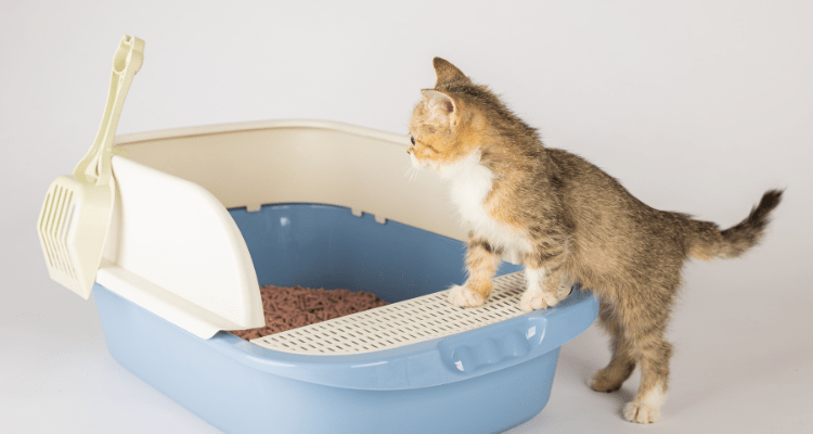 Cat Litter Training