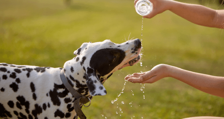 Dog in Summer