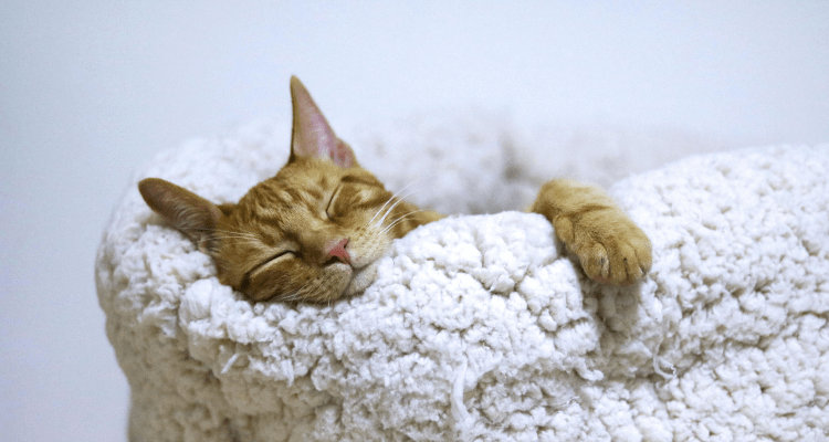 Sleeping Cat