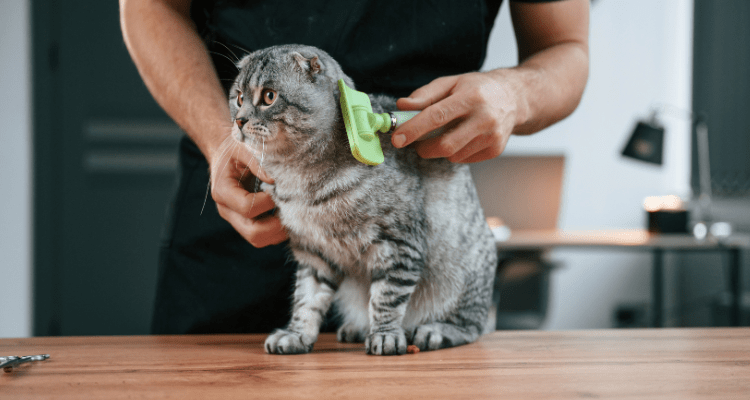 Cat Grooming Tips