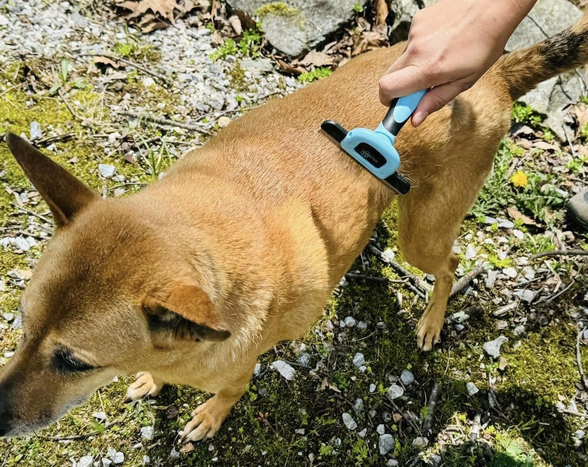 Jelly getting brushed