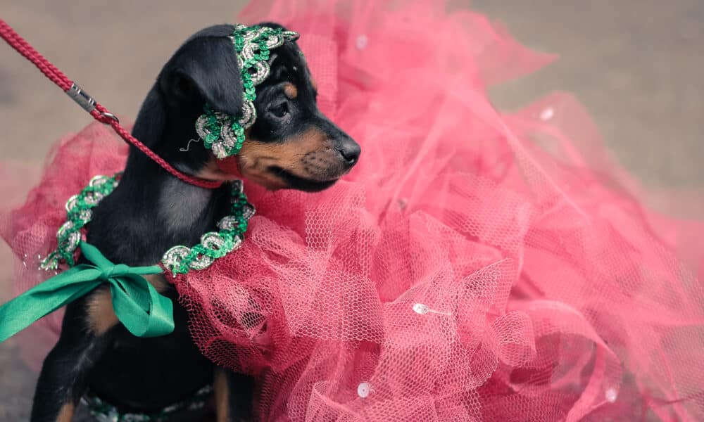 AKC Museum Of The Dog Hosts The Very First Pet Gala With Designer Anthony Rubio