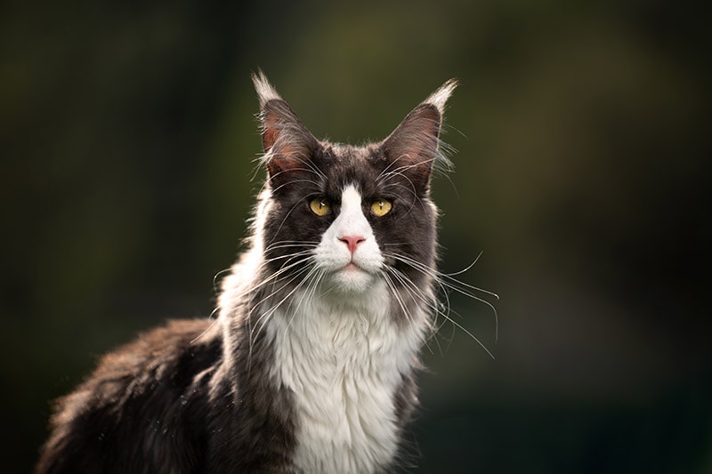 close up tuxedo maine coon cat