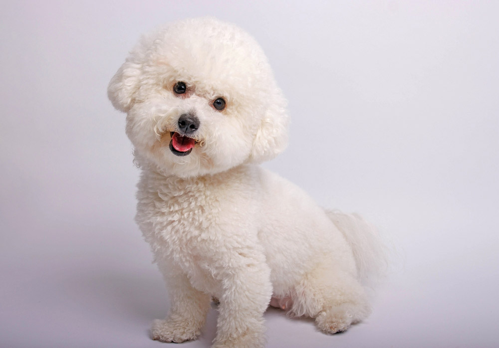 bichon frise dog in studio