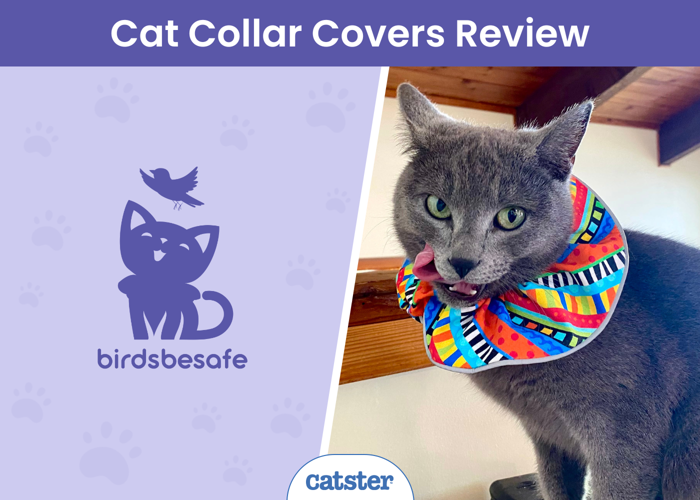 Birdsbesafe Breakaway Collar & Cover Review 2024: A Detailed Look