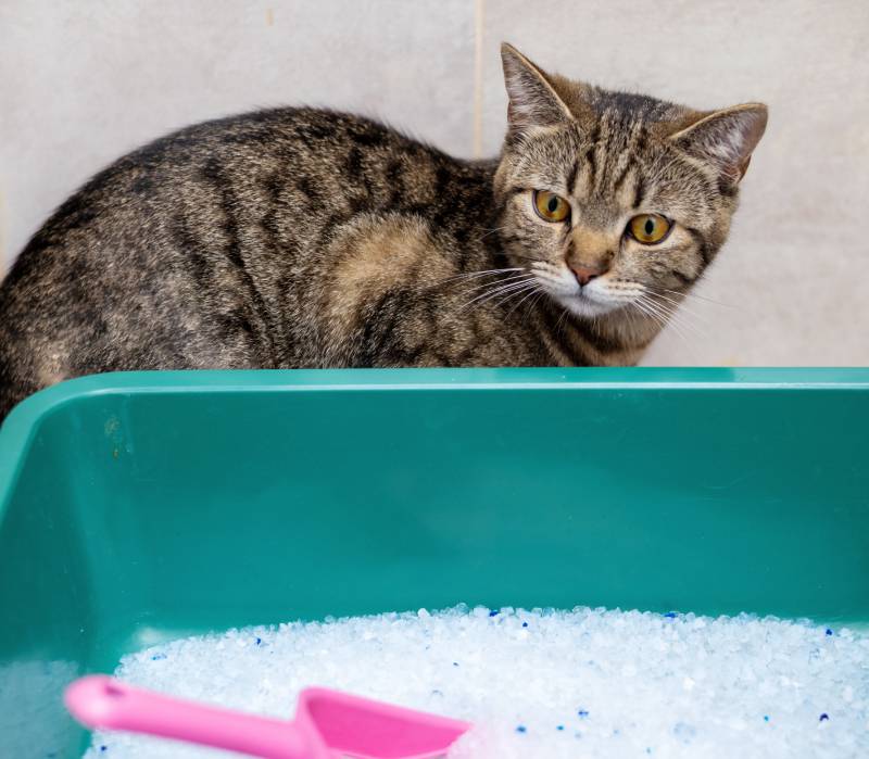 cat beside litterbox