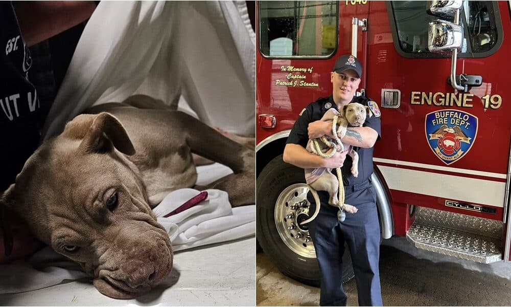 Dog Who Lost Her Leg In An Accident Gets Adopted By The Firefighter Who Saved Her