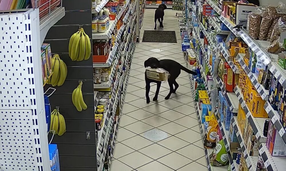 Funny Moment Where Two Labradors Steal Bread Gets Caught On Camera