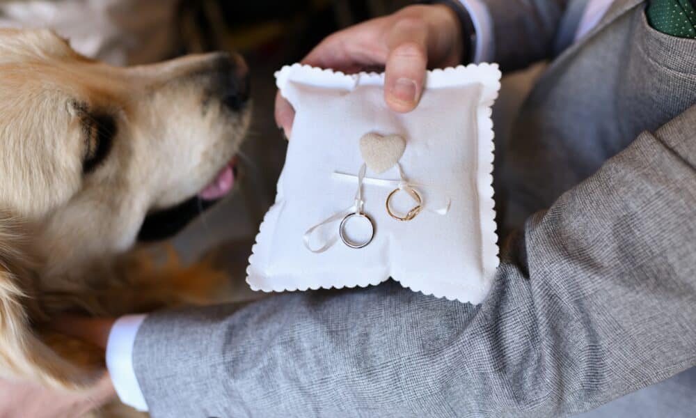 Golden Retriever Becomes His Pawrents Wedding Ring Bearer And Steals The Show