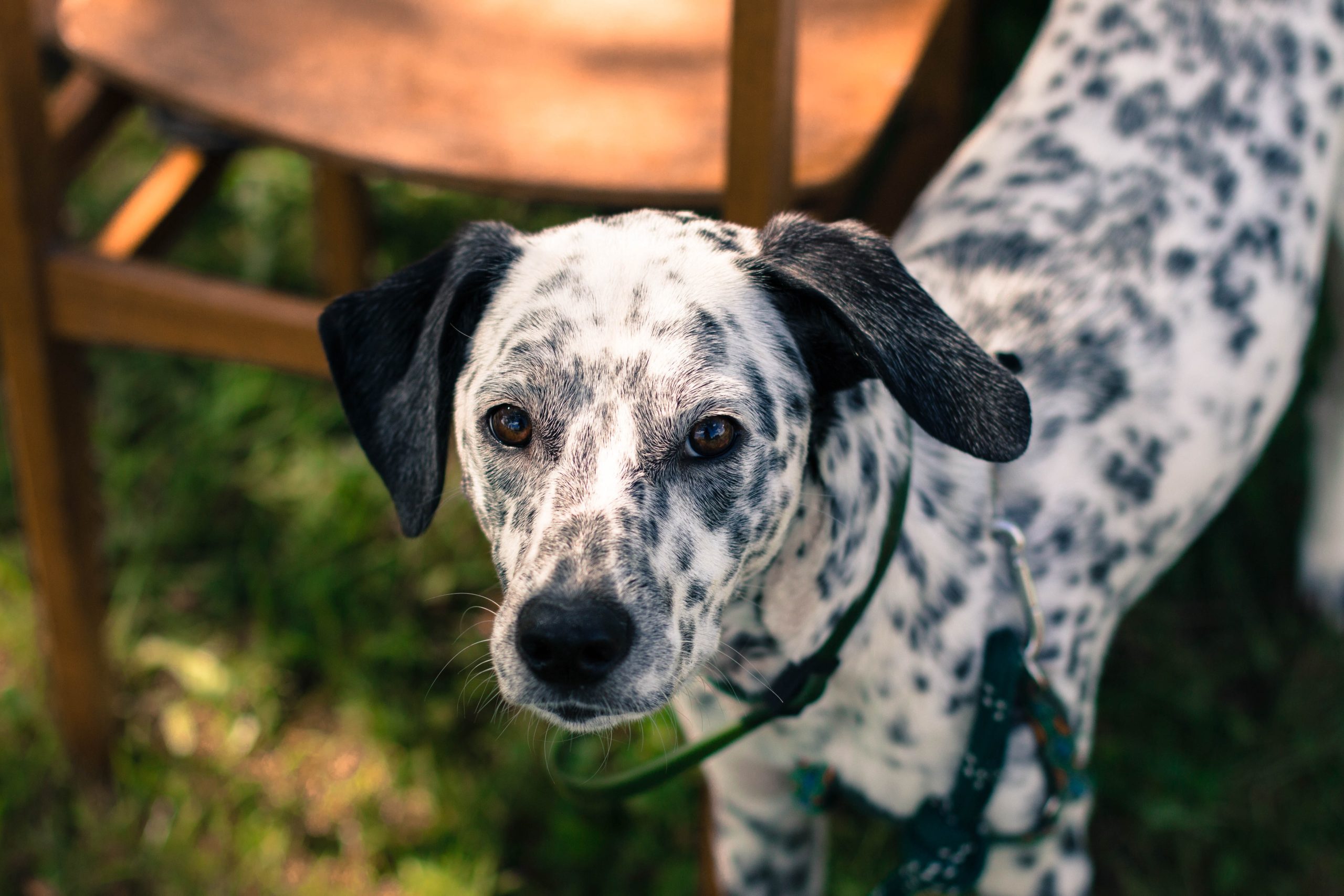 Dalmatian Heeler looking at the camera