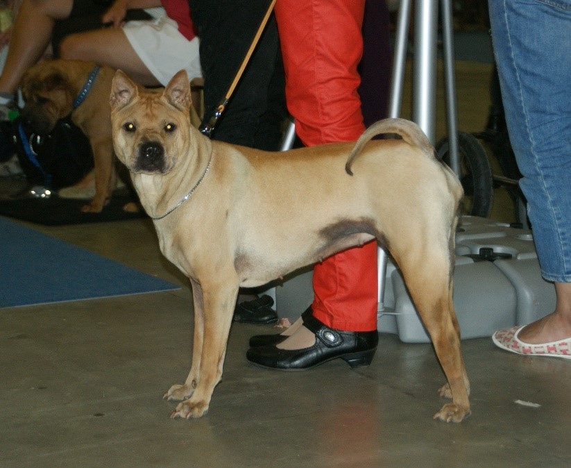 Traditional Shar Pei