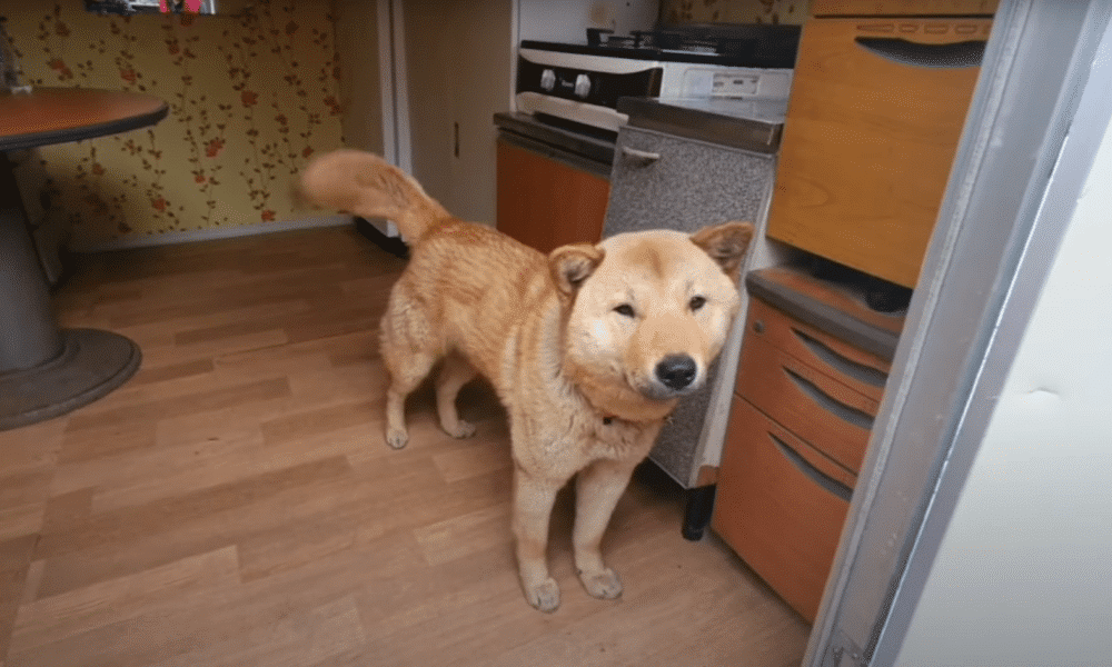 Korean Dog Finds His Own Way Home After Going Missing For A Month