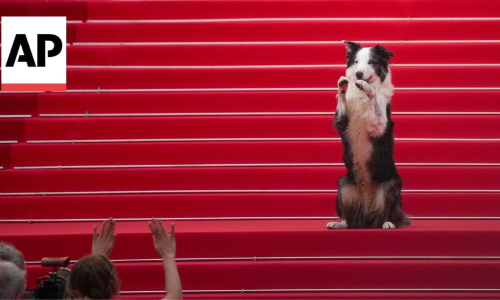 Messi The Dog From The 'Anatomy of a Fall' Graces The 2024 Cannes Film Festival