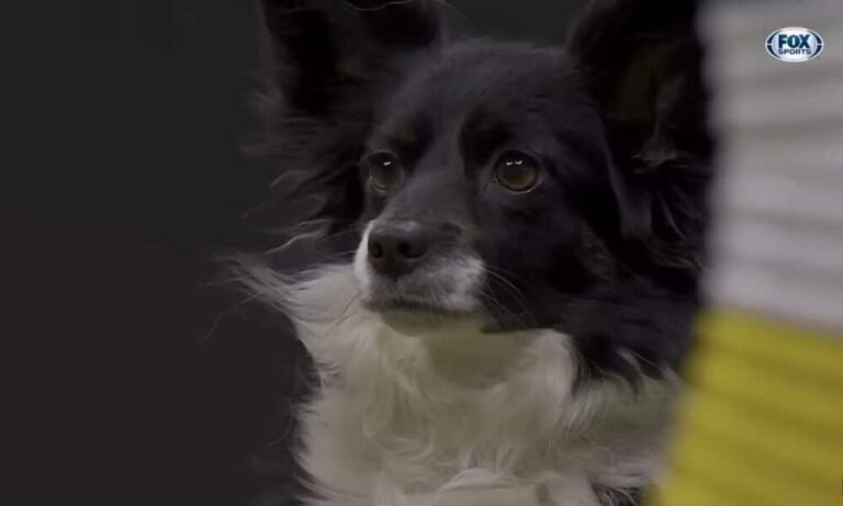 Mixed-Breed Dog Wins The Westminster Dog Show Masters Agility Championship