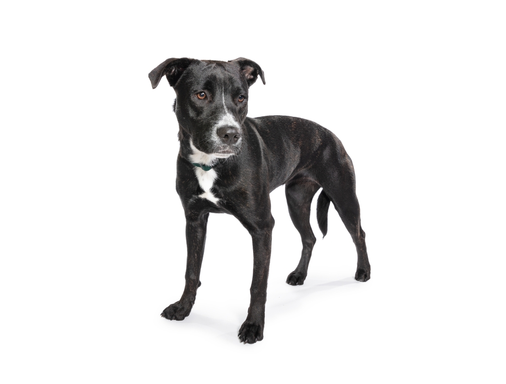 Cute black dog on a white background