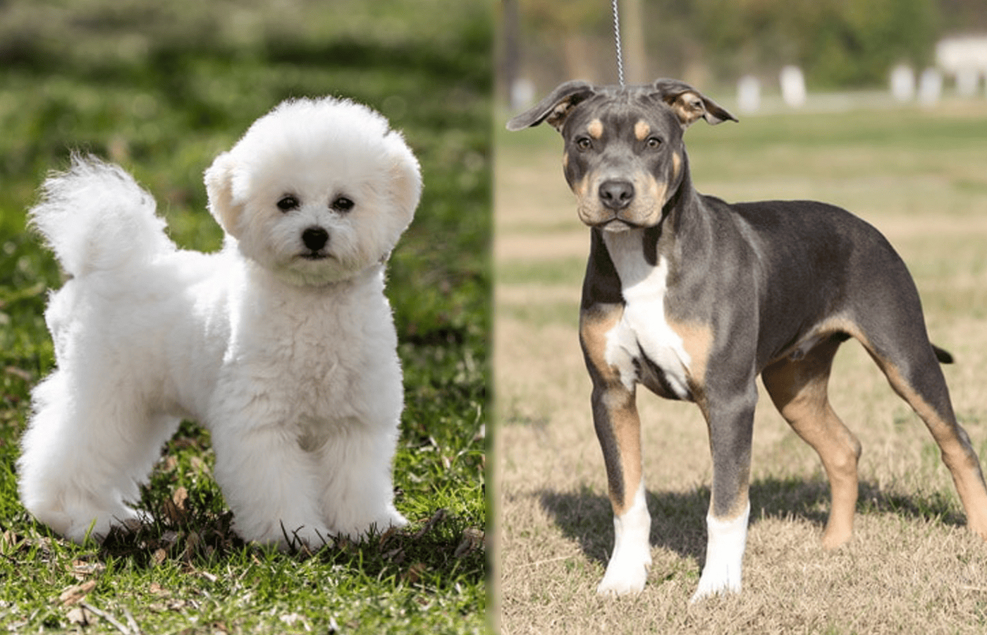 Bichon Pitbull Mix