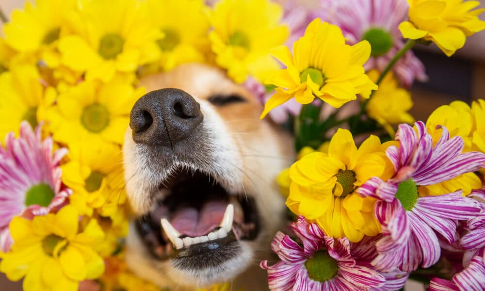 Seasonal Allergies In Dogs: Spring Edition