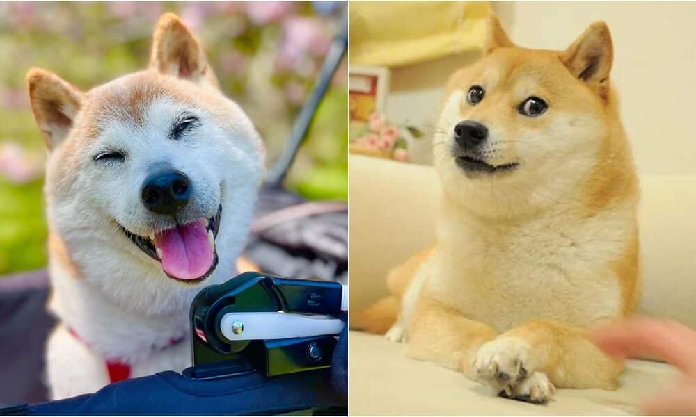 The Shiba Inu Behind The Famous 'Doge' Meme Dies At 18