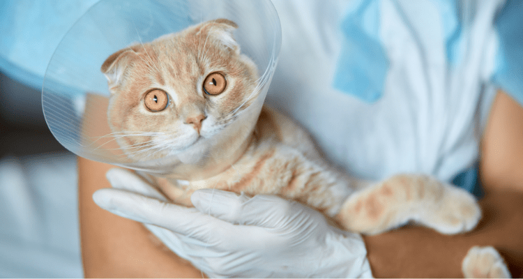 Neutering the Cats