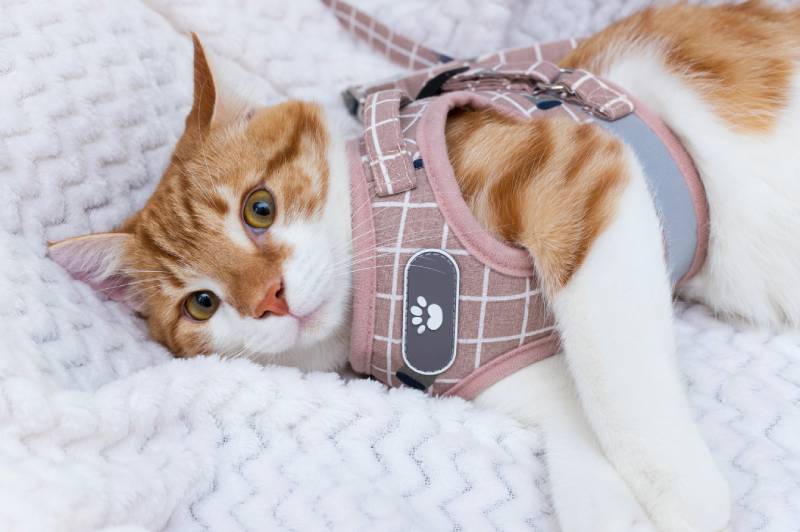 red and white cat is lying on the bed on a white blanket