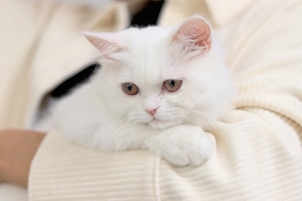 white Persian cat sitting in on owner lap hand