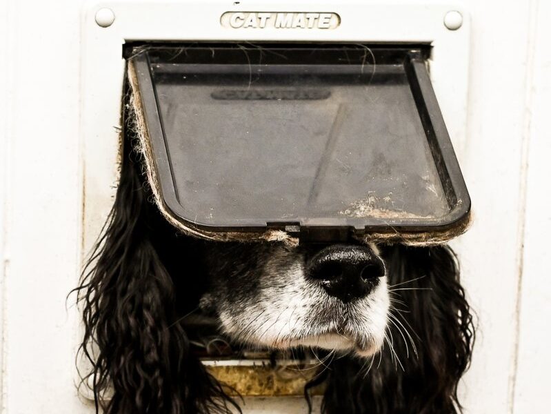 2024 Comedy Pet Photo Awards Announces Winners, Dog Stuck In A Cat Flap Brings Home Top Prize