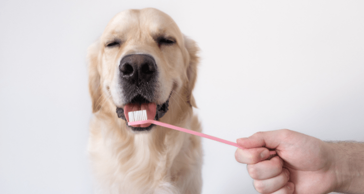 Dog Dental Care Tips