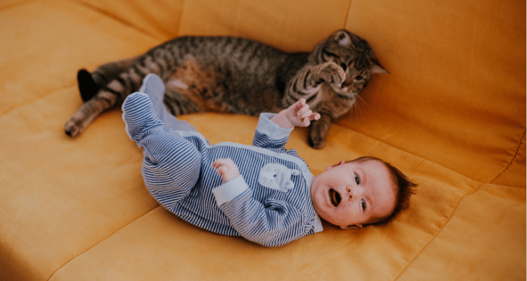 Introduce Your Cat to a New Baby