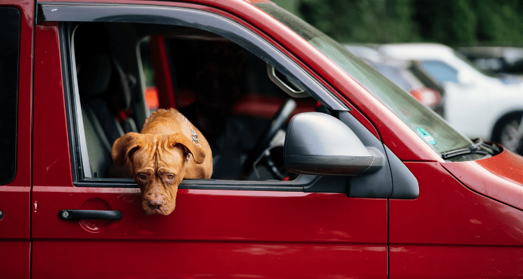 Help Your Dog Overcome Car Anxiety