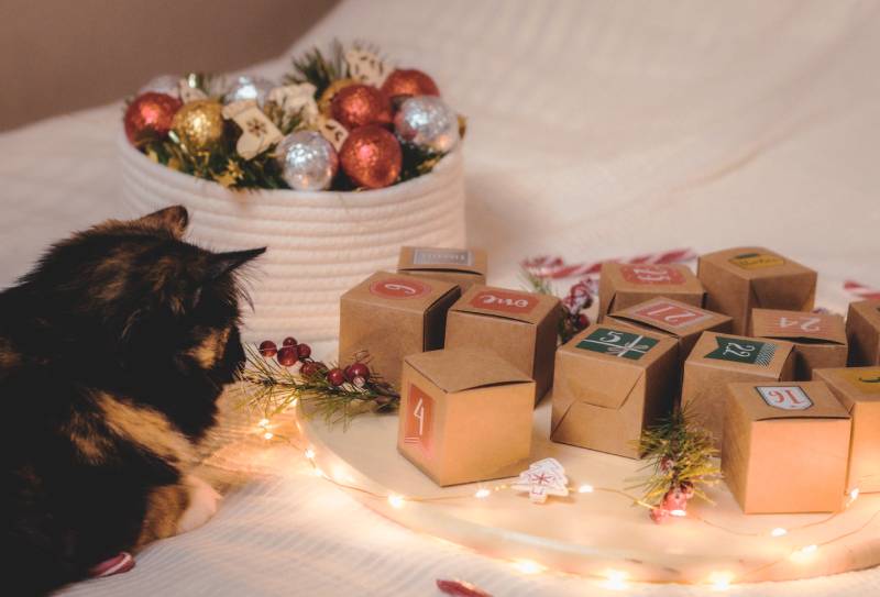 8 Best Cat Advent Calendars In 2024 – Reviews & Top Picks