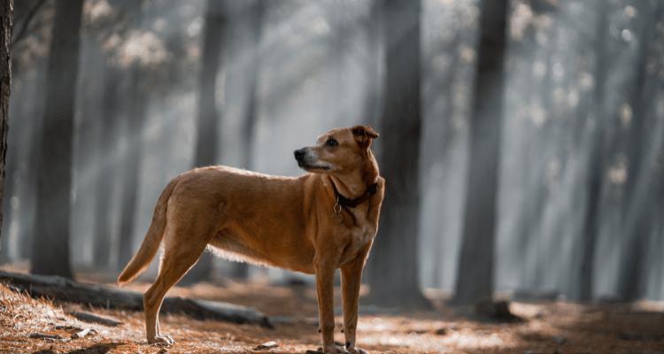 Indian Dog Breed