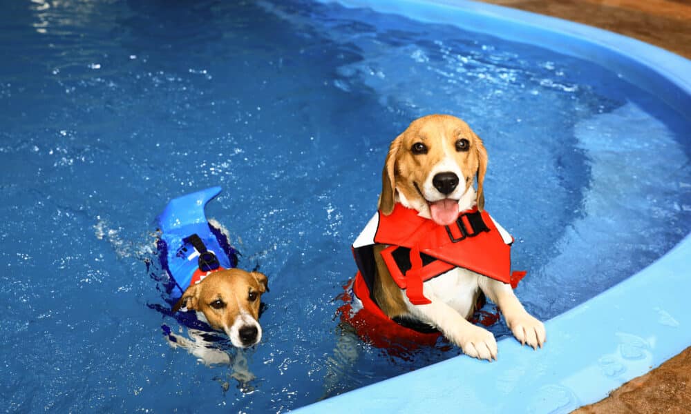 A Guide To Safely Introduce Your Dog To Water