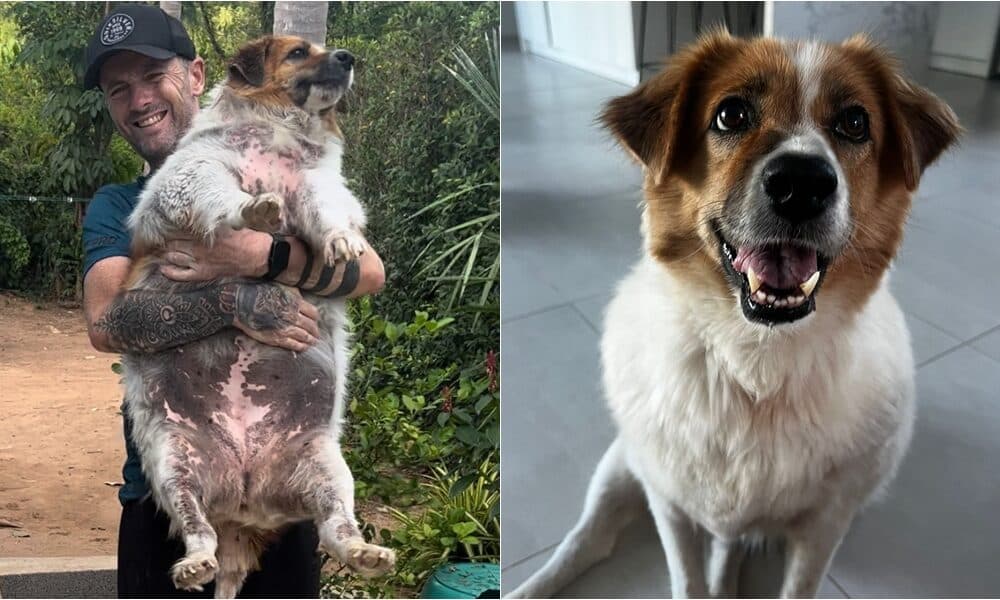 Abandoned Obese Dog Undergoes Incredible Transformation A Year After Being Found